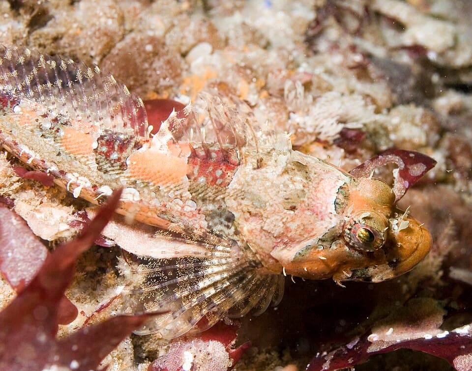 ภาพประกอบของ ปลา corallinus (Artedius corallinus)