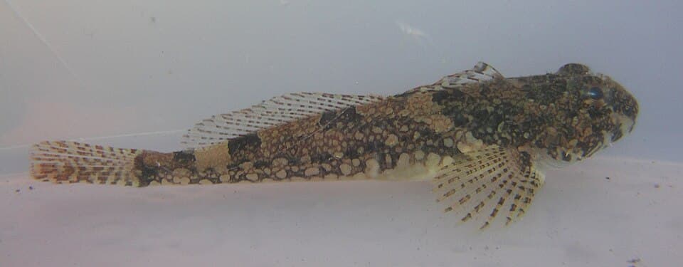 ภาพประกอบของ ปลา fenestralis (Artedius fenestralis)