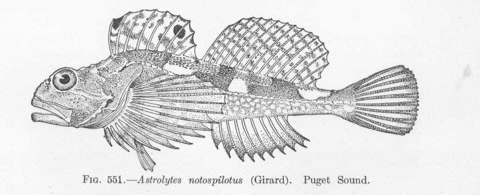 ภาพประกอบของ ปลา notospilotus (Artedius notospilotus)