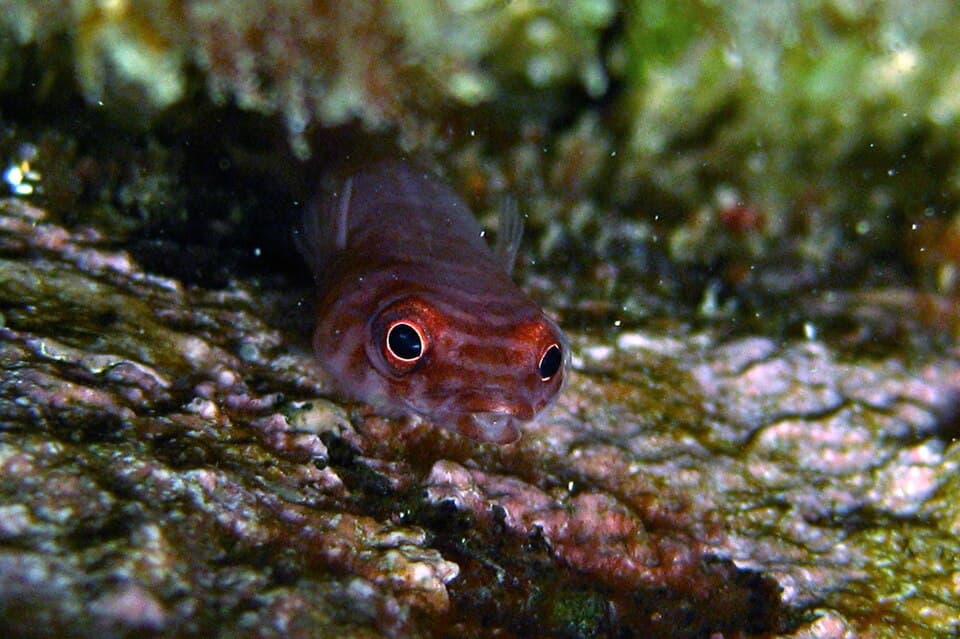 ภาพประกอบของ ปลา costata (Aspasmogaster costata)
