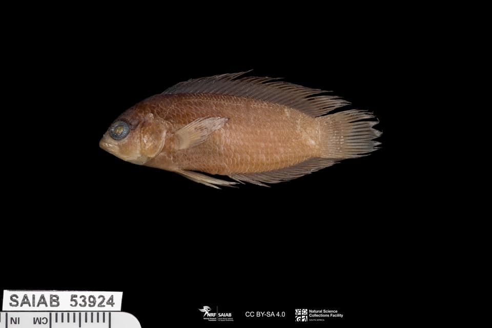 ภาพประกอบของ ปลาดอตตี้แบ็ค desmonotus (Assiculoides desmonotus)