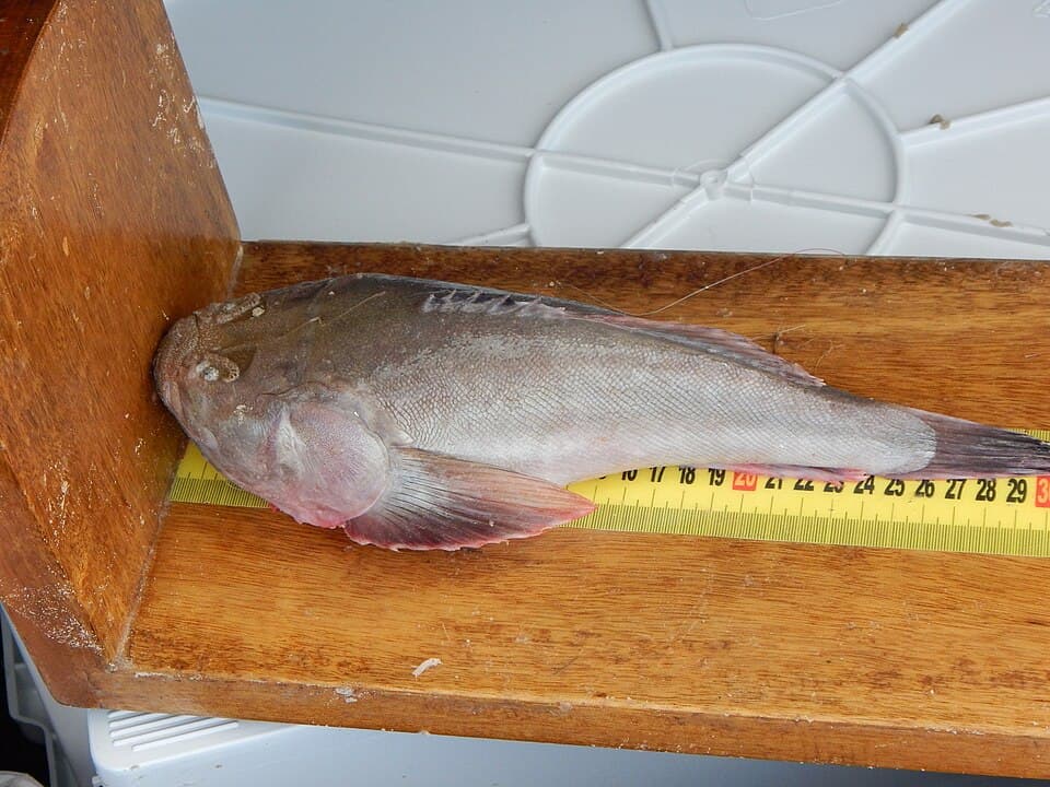 ภาพประกอบของ ปลา sexspinosus (Astroscopus sexspinosus)