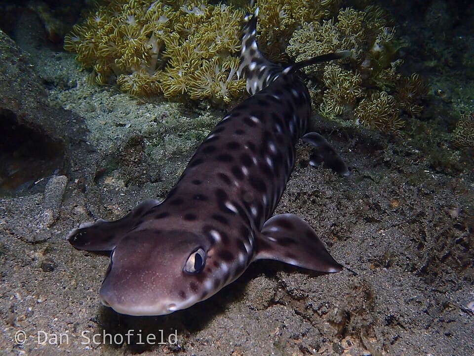 ภาพประกอบของ ปลา erdmanni (Atelomycterus erdmanni)