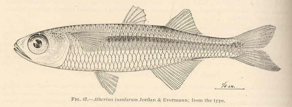 ภาพประกอบของ ปลา insularum (Atherinomorus insularum)