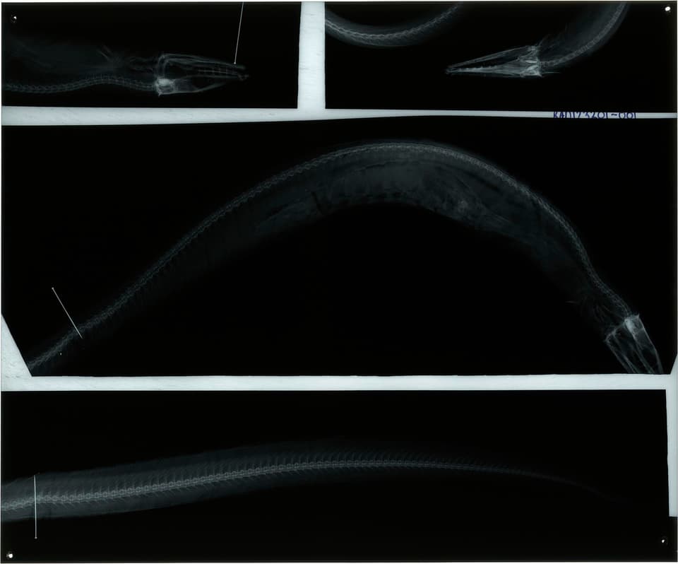 ภาพประกอบของ ปลา phrix (Atractodenchelys phrix)