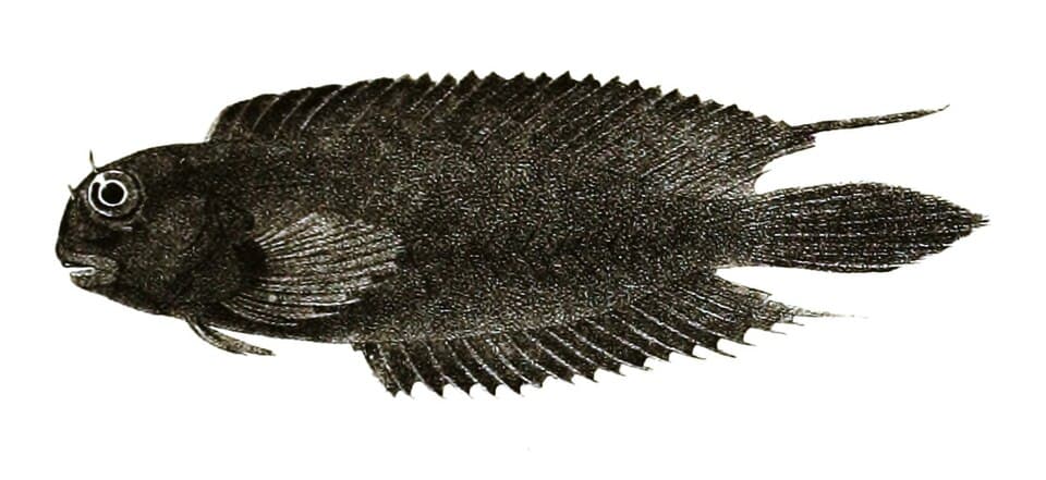 ภาพประกอบของ ปลาตั๊กแตนหินดำตั๊กแตนหิน (Atrosalarias fuscus)