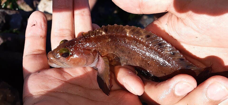 ภาพประกอบของ ปลา crinitus (Auchenionchus crinitus)