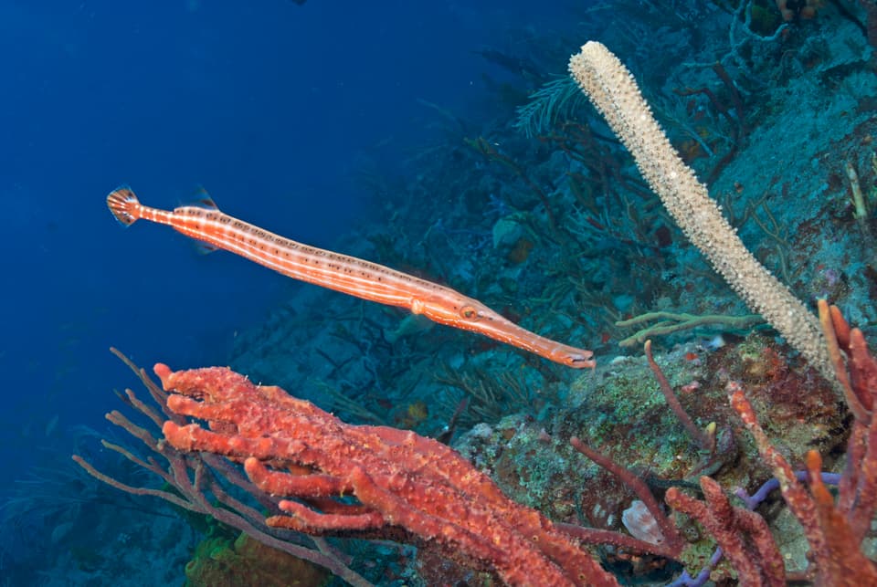 ภาพประกอบของ ปลา maculatus (Aulostomus maculatus)