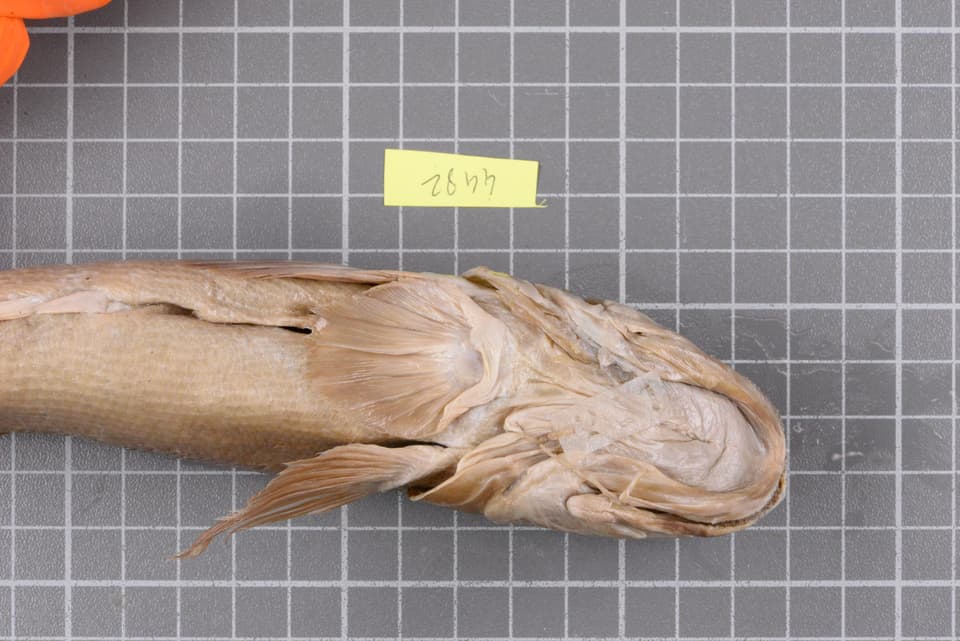 ภาพประกอบของ ปลาบู่ macrorhynchus (Awaous macrorhynchus)