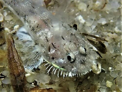 ภาพประกอบของ ปลาบู่บู่ (Barbuligobius boehlkei)