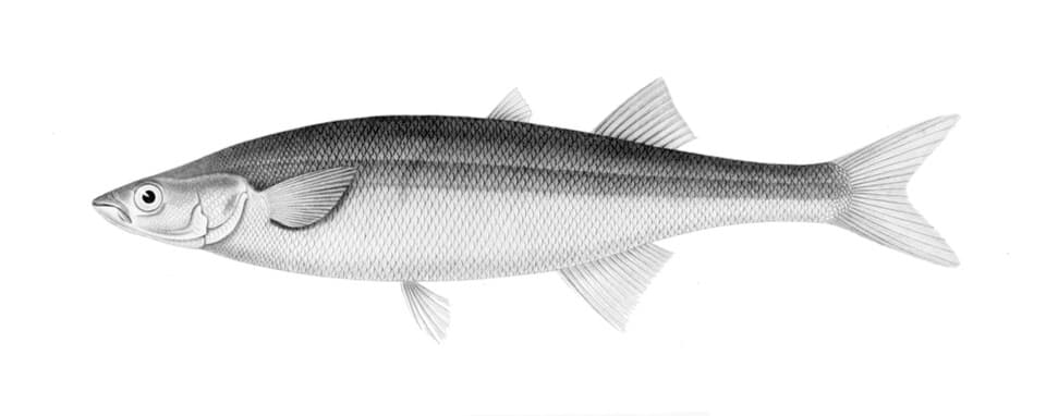 ภาพประกอบของ ปลา microlepidotus (Basilichthys microlepidotus)