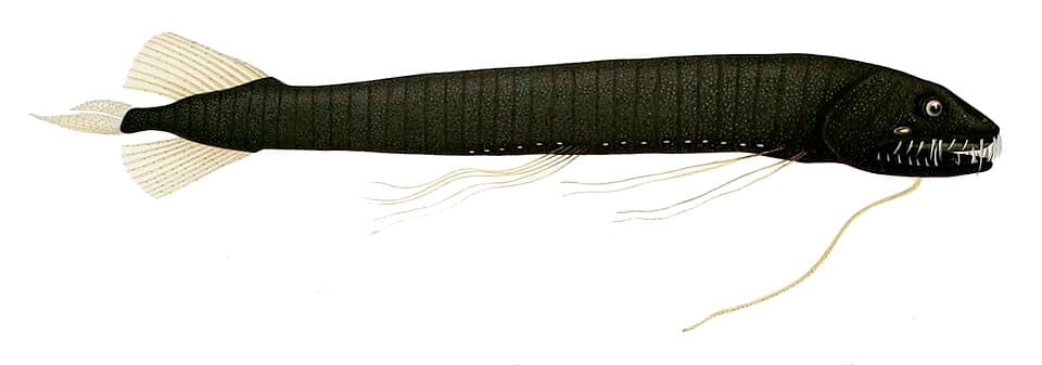 ภาพประกอบของ ปลา vaillanti (Bathophilus vaillanti)