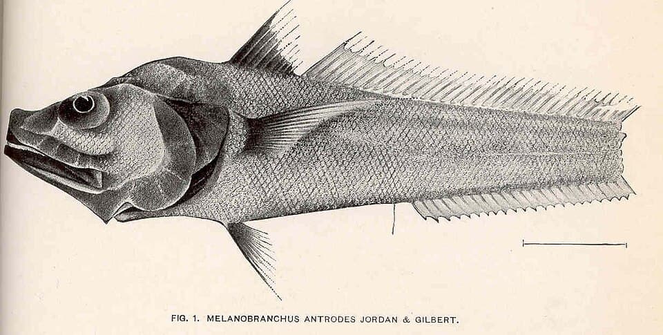 ภาพประกอบของ ปลา antrodes (Bathygadus antrodes)