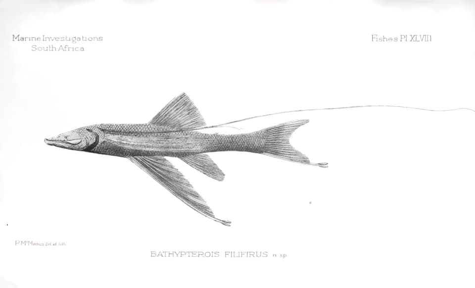 ภาพประกอบของ ปลา filiferus (Bathypterois filiferus)
