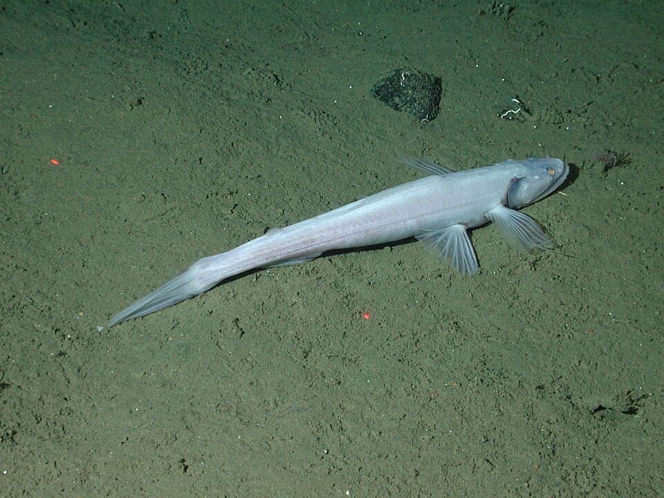 ภาพประกอบของ ปลา mollis (Bathysaurus mollis)