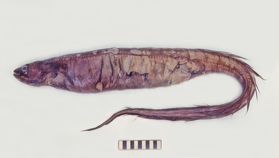 ภาพประกอบของ ปลา hawaiiensis (Bathyuroconger hawaiiensis)