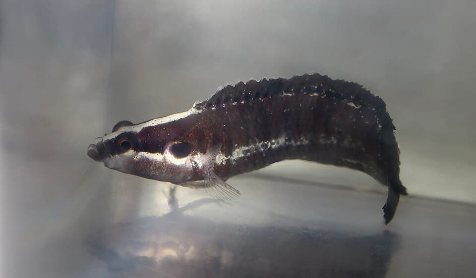 ภาพประกอบของ ปลา fasciolatum (Belonepterygion fasciolatum)