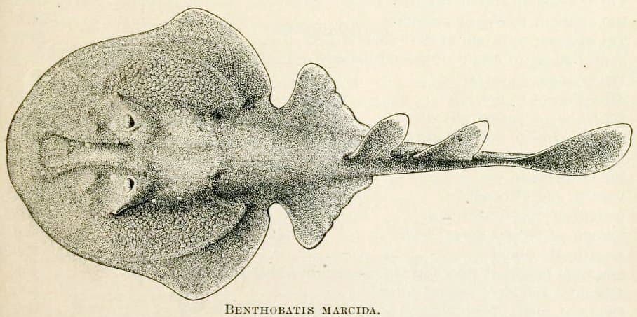 ภาพประกอบของ ปลา marcida (Benthobatis marcida)