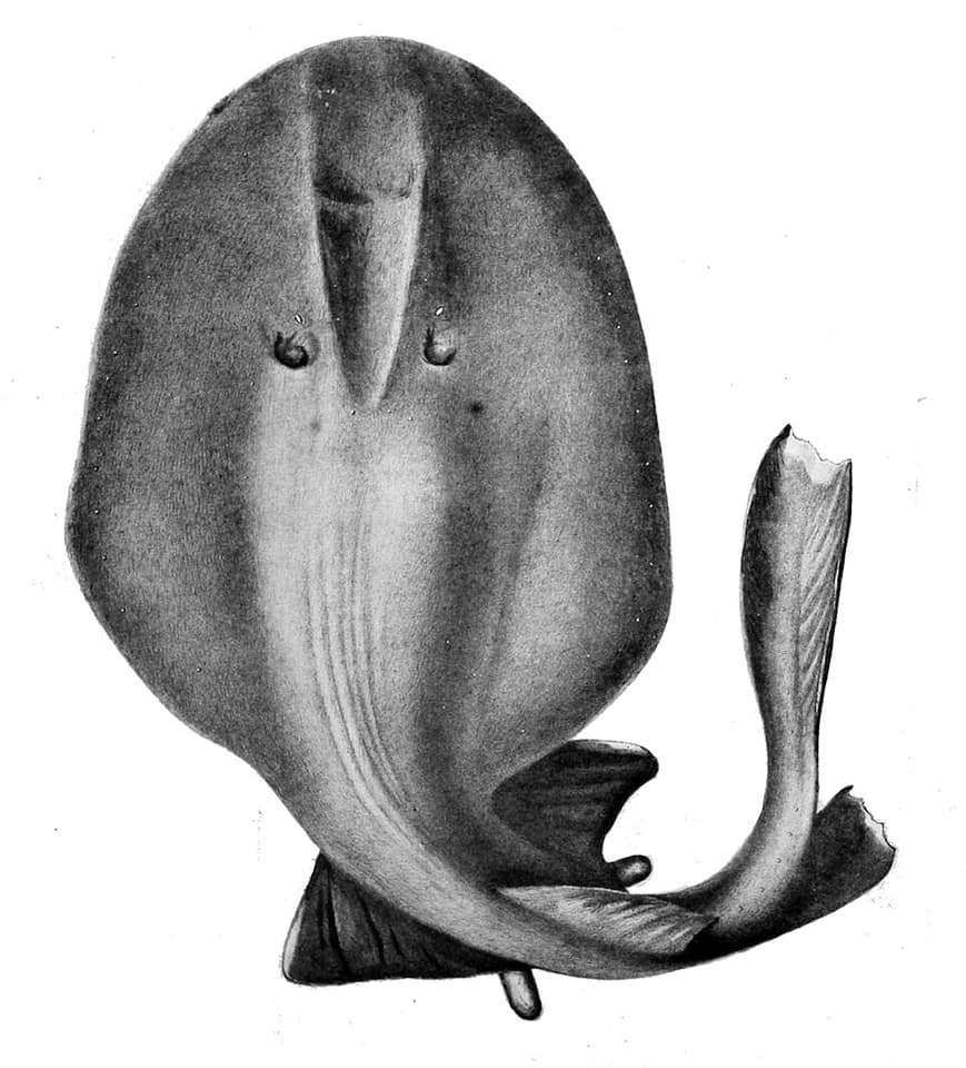 ภาพประกอบของ ปลา moresbyi (Benthobatis moresbyi)