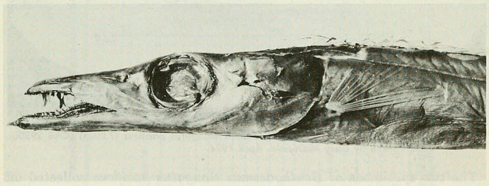 ภาพประกอบของ ปลา pacificus (Benthodesmus pacificus)