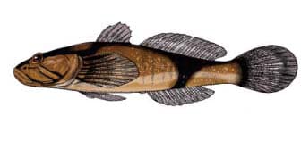 ภาพประกอบของ ปลาบู่บู่ (Benthophiloides brauneri)