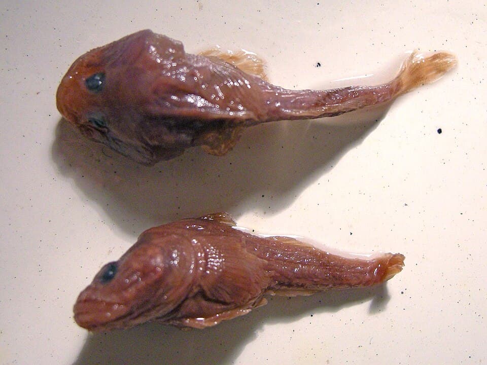 ภาพประกอบของ ปลาบู่ kessleri (Benthophilus kessleri)
