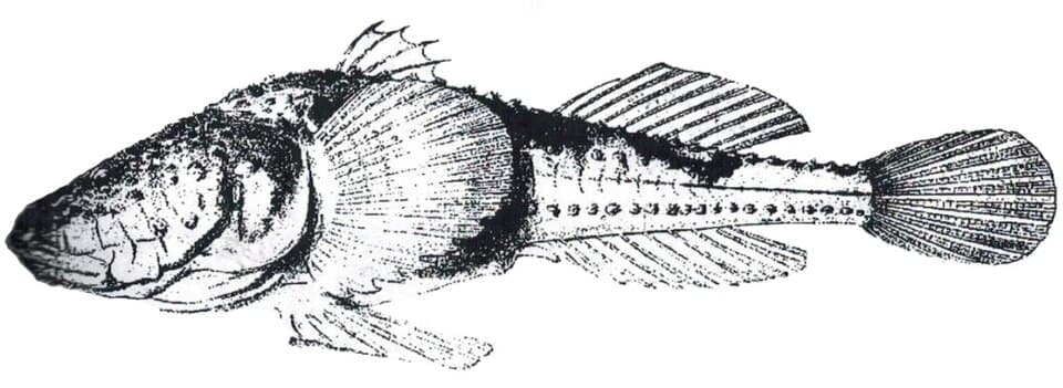 ภาพประกอบของ ปลาบู่บู่ (Benthophilus leobergius)