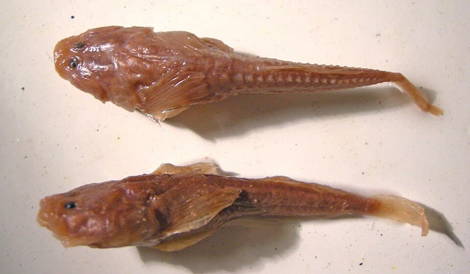 ภาพประกอบของ ปลาบู่ leptocephalus (Benthophilus leptocephalus)