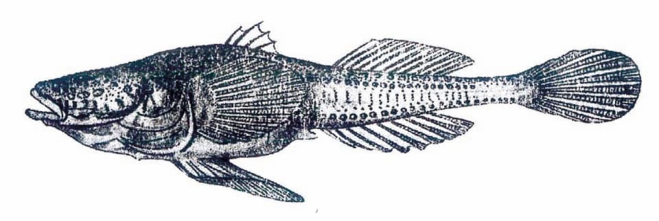 ภาพประกอบของ ปลาบู่บู่ (Benthophilus magistri)
