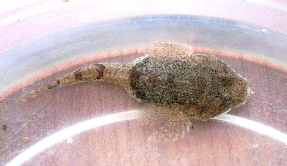 ภาพประกอบของ ปลาบู่ดำบู่ (Benthophilus nudus)