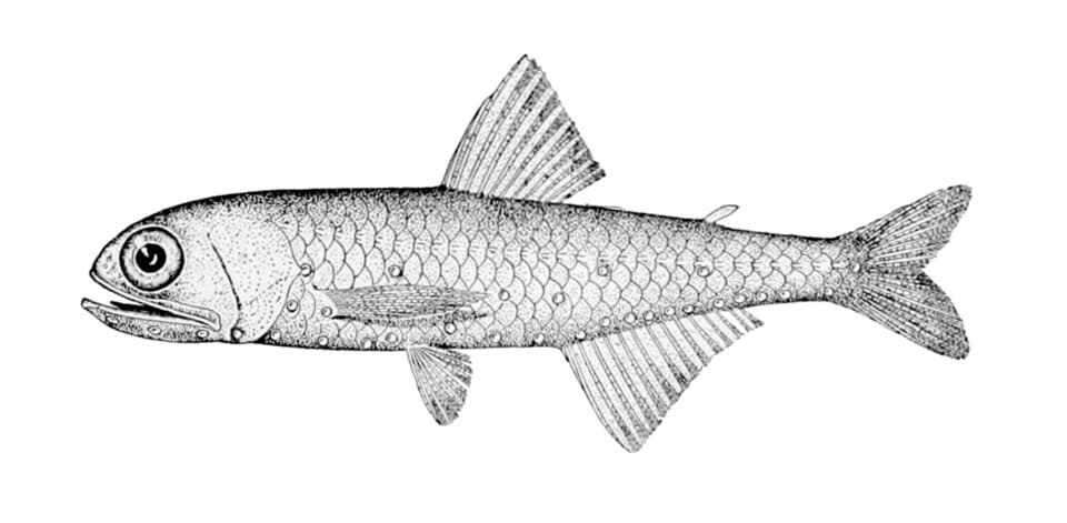 ภาพประกอบของ ปลา pterotum (Benthosema pterotum)