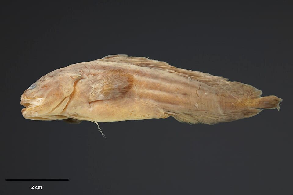 ภาพประกอบของ ปลา beeblebroxi (Bidenichthys beeblebroxi)