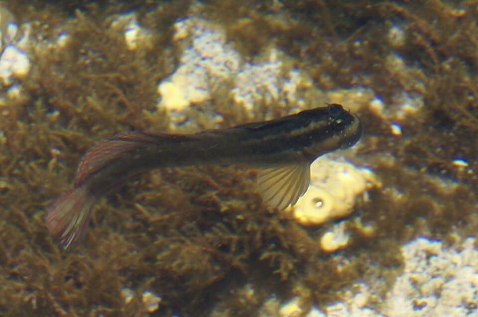 ภาพประกอบของ ปลาตั๊กแตนหิน cyanostigma (Blenniella cyanostigma)