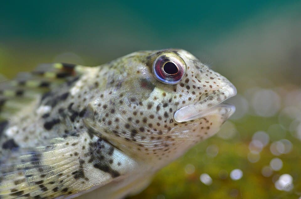 ภาพประกอบของ ปลาตั๊กแตนหิน pholis (Blennius pholis)