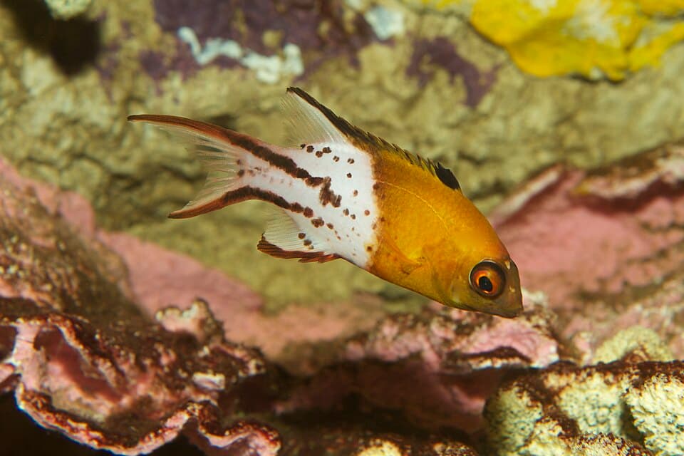 ภาพประกอบของ ปลานกขุนทอง anthioides (Bodianus anthioides)