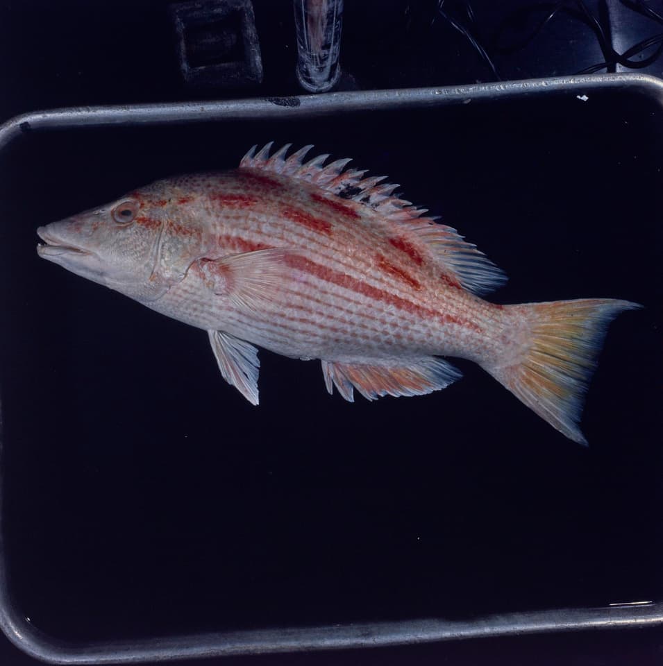 ภาพประกอบของ ปลานกขุนทองฮาวาย (Bodianus bathycapros)