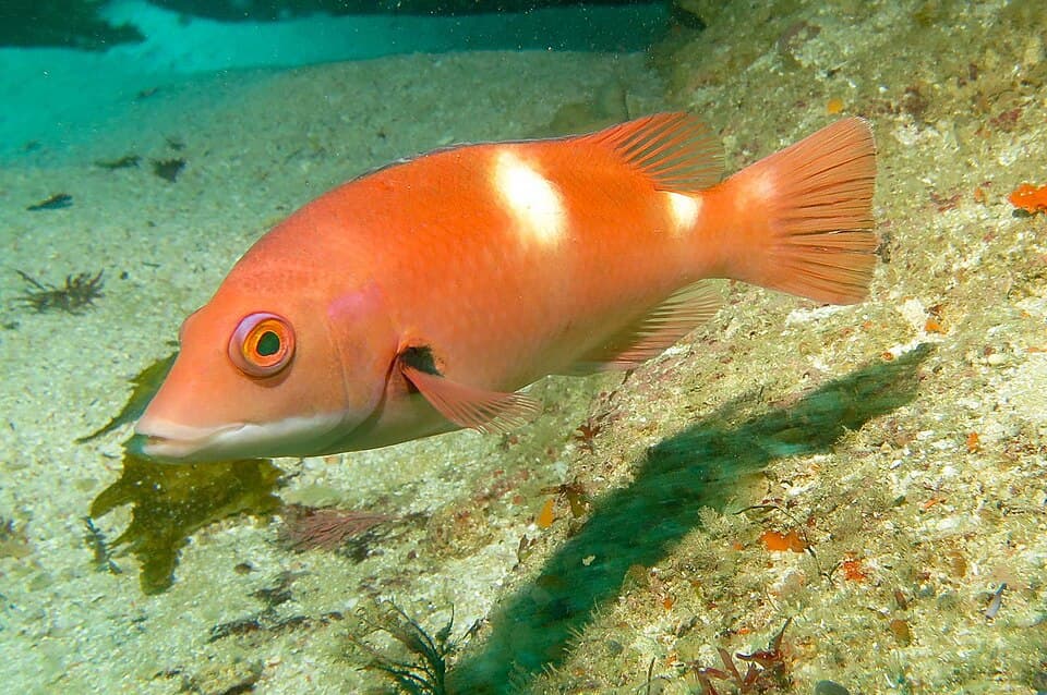 ภาพประกอบของ ปลานกขุนทอง frenchii (Bodianus frenchii)