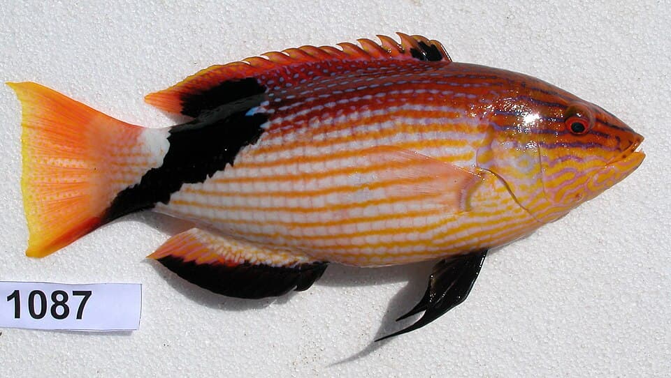 ภาพประกอบของ ปลานกขุนทองดำ (Bodianus loxozonus)