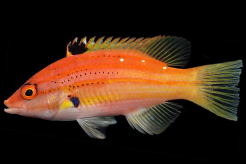 ภาพประกอบของ ปลานกขุนทองห้าลายเส้น (Bodianus paraleucosticticus)