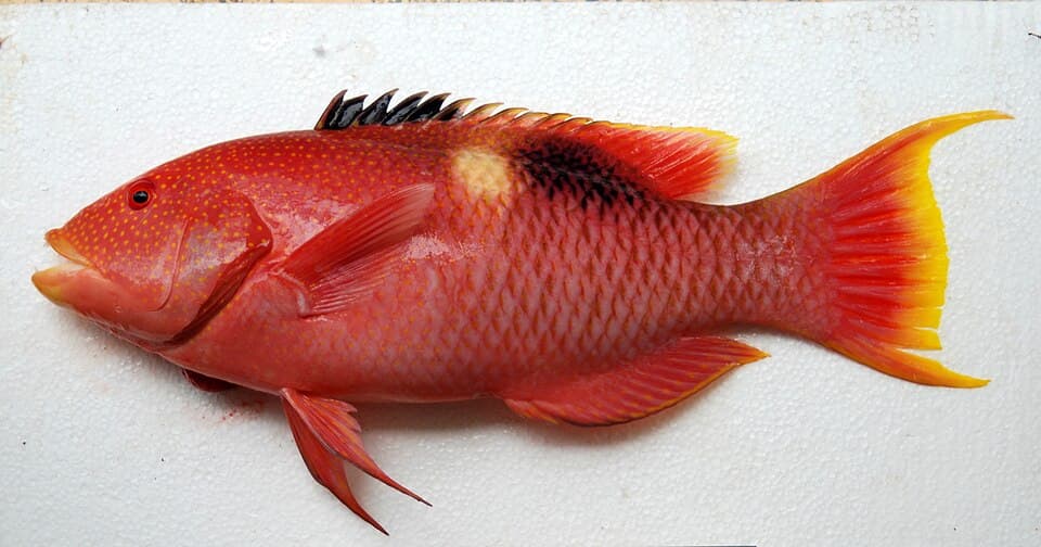 ภาพประกอบของ ปลานกขุนทองทองจุด (Bodianus perditio)