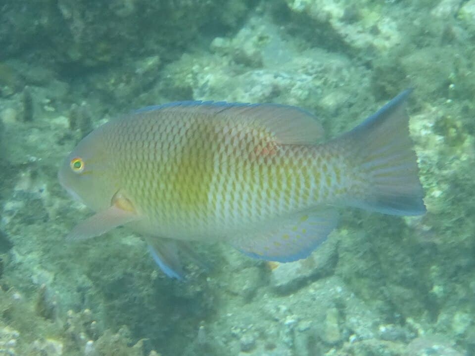 ภาพประกอบของ ปลานกขุนทอง speciosus (Bodianus speciosus)