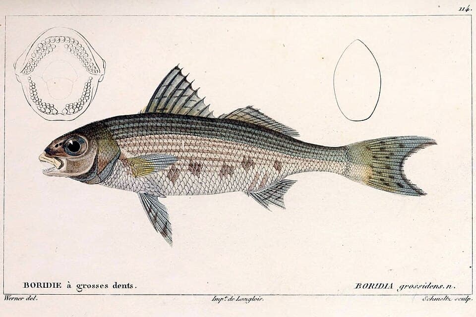 ภาพประกอบของ ปลาสร้อยนกเขา grossidens (Boridia grossidens)