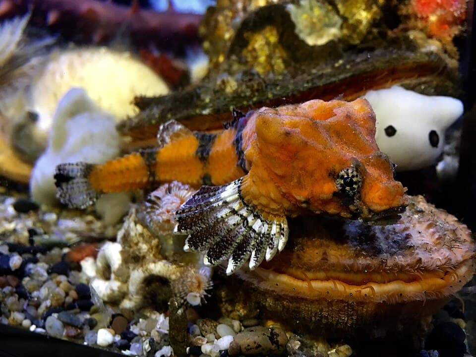 ภาพประกอบของ ปลา swanii (Bothragonus swanii)