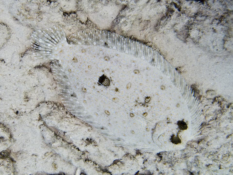 ภาพประกอบของ ปลา maculiferus (Bothus maculiferus)