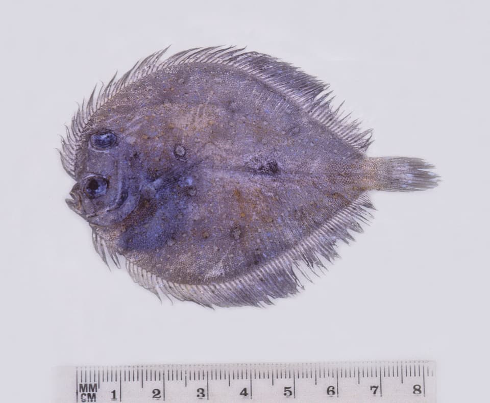 ภาพประกอบของ ปลา myriaster (Bothus myriaster)