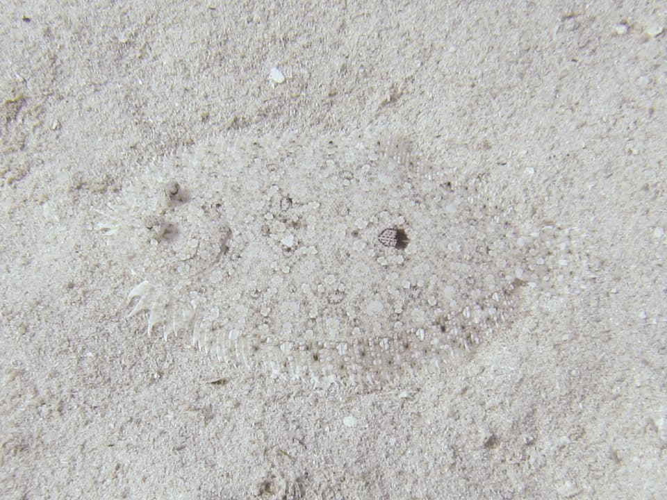 ภาพประกอบของ ปลา ocellatus (Bothus ocellatus)