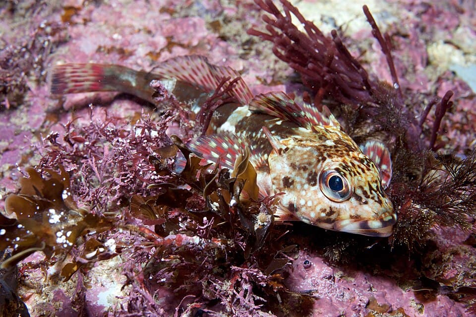 ภาพประกอบของ ปลา angustifrons (Bovichtus angustifrons)