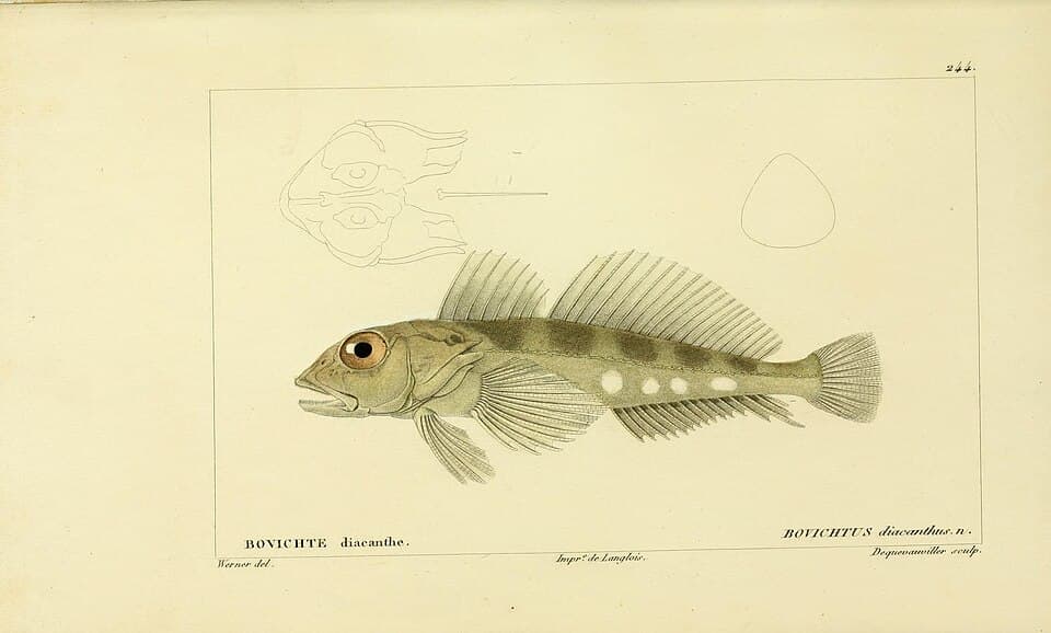 ภาพประกอบของ ปลา diacanthus (Bovichtus diacanthus)
