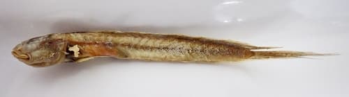 ภาพ ปลาเขือเล็ก (Brachyamblyopus brachysoma)