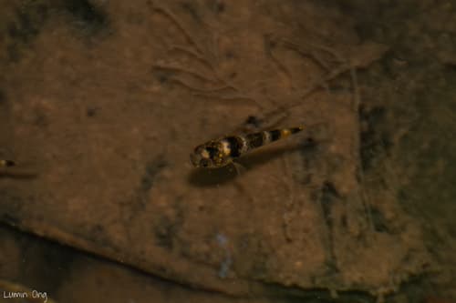 ภาพ ปลาบู่หมาจูเล็ก (Brachygobius kabiliensis)